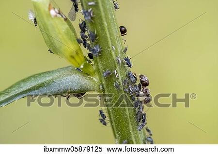 Stock Photography - Ant ( Formicidae) milks Aphids ( Aphidoidea) on plant, Bavaria, Germany, Europe. Fotosearch