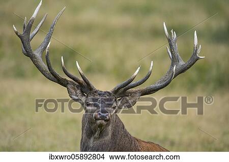 Antlers of a strong red deer ( Cervus elaphus) in rut, Klamptenborg, Copenhagen, Denmark, Europe View Large Photo Image Picture - Antlers of a strong red deer ( Cervus elaphus) in rut, Klamptenborg, Copenhagen, Denmark, Europe. Fotosearch