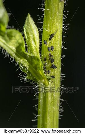 Aphids ( Aphidoidea) on plant, Bavaria, Germany, Europe View Large Photo Image Stock Image - Aphids ( Aphidoidea) on plant, Bavaria, Germany, Europe. Fotosearch