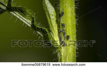 Stock Photo - Aphids ( Aphidoidea) on plant, Bavaria, Germany, Europe. Fotosearch
