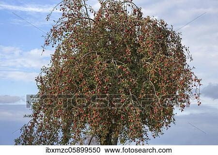 Apple tree (Malus) with ripe fruits, Bavaria, Germany, Europe View Large Photo Image Stock Image - Apple tree (Malus) with ripe fruits, Bavaria, Germany, Europe. Fotosearch
