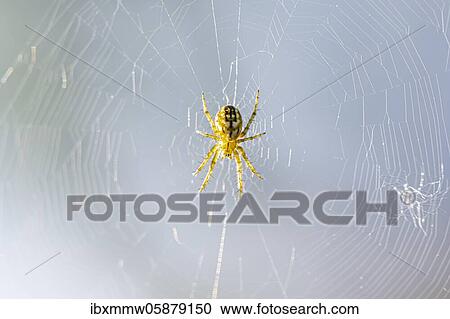 Stock Image - Araneus ( Araneus) in spider's web, Perlacher Forst, Upper Bavaria, Bavaria, Germany, Europe. Fotosearch