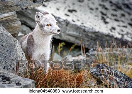Arctic fox (Vulpes lagopus), amongst rocks, Dovrefjell-Sunndalsfjella National Park, Norway, Europe View Large Photo Image Stock Image - Arctic fox (Vulpes lagopus), amongst rocks, Dovrefjell-Sunndalsfjella National Park, Norway, Europe. Fotosearch