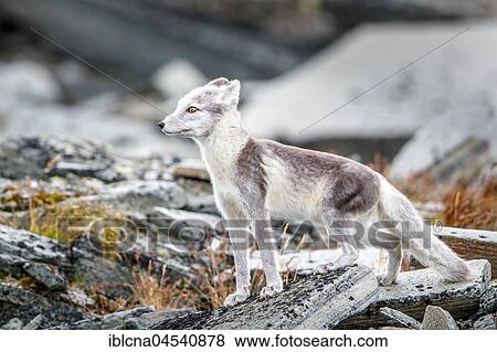 Arctic fox (Vulpes lagopus), amongst rocks, Dovrefjell-Sunndalsfjella National Park, Norway, Europe View Large Photo Image Stock Photo - Arctic fox (Vulpes lagopus), amongst rocks, Dovrefjell-Sunndalsfjella National Park, Norway, Europe. Fotosearch