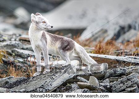 Arctic fox (Vulpes lagopus), amongst rocks, Dovrefjell-Sunndalsfjella National Park, Norway, Europe View Large Photo Image Stock Photo - Arctic fox (Vulpes lagopus), amongst rocks, Dovrefjell-Sunndalsfjella National Park, Norway, Europe. Fotosearch