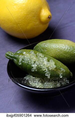 Australian finger lime (Microcitrus australasica) in peel and lemon, finger lime, lime caviar, Germany, Europe View Large Photo Image Picture - Australian finger lime (Microcitrus australasica) in peel and lemon, finger lime, lime caviar, Germany, Europe. Fotosearch