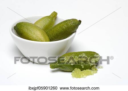 Australian finger lime (Microcitrus australasica) in bowl, finger lime, lime caviar, Germany, Europe View Large Photo Image Stock Image - Australian finger lime (Microcitrus australasica) in bowl, finger lime, lime caviar, Germany, Europe. Fotosearch