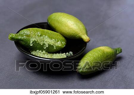 Australian finger lime (Microcitrus australasica) in bowl, finger lime, lime caviar, Germany, Europe View Large Photo Image Stock Image - Australian finger lime (Microcitrus australasica) in bowl, finger lime, lime caviar, Germany, Europe. Fotosearch