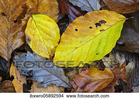 Autumn coloured leaves of beech( Fagus sylvatica), Vechta, Lower Saxony, Germany, Europe View Large Photo Image Picture - Autumn coloured leaves of beech( Fagus sylvatica), Vechta, Lower Saxony, Germany, Europe. Fotosearch