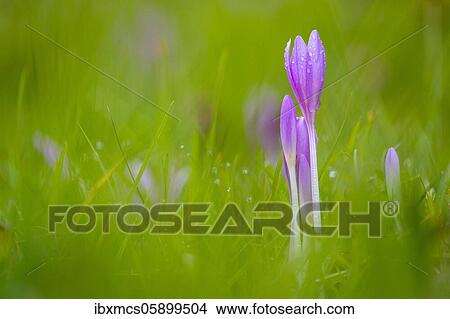 Autumn crocus or Meadow saffron (Colchicum autumnale) Hesse, Germany, Europe View Large Photo Image Picture - Autumn crocus or Meadow saffron (Colchicum autumnale) Hesse, Germany, Europe. Fotosearch