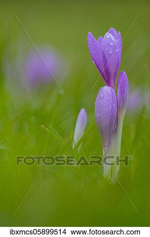 Autumn crocus or Meadow saffron (Colchicum autumnale) Hesse, Germany, Europe View Large Photo Image Picture - Autumn crocus or Meadow saffron (Colchicum autumnale) Hesse, Germany, Europe. Fotosearch