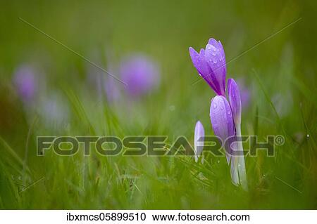 Autumn crocus or Meadow saffron (Colchicum autumnale) Hesse, Germany, Europe View Large Photo Image Stock Image - Autumn crocus or Meadow saffron (Colchicum autumnale) Hesse, Germany, Europe. Fotosearch