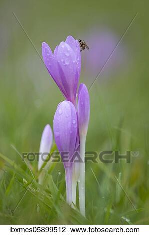 Autumn crocus or Meadow saffron (Colchicum autumnale) Hesse, Germany, Europe View Large Photo Image Stock Image - Autumn crocus or Meadow saffron (Colchicum autumnale) Hesse, Germany, Europe. Fotosearch
