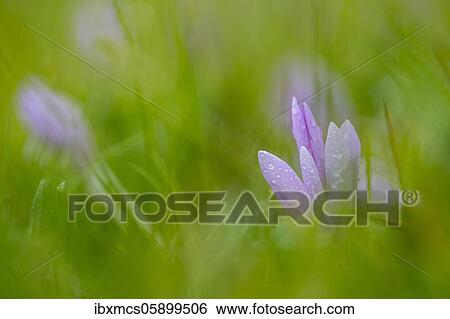 Stock Photograph - Autumn crocus or Meadow saffron (Colchicum autumnale) Hesse, Germany, Europe. Fotosearch