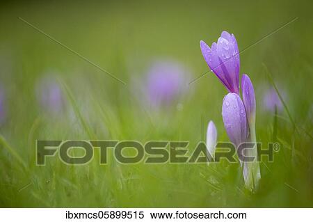 Autumn crocus or Meadow saffron (Colchicum autumnale) Hesse, Germany, Europe View Large Photo Image Stock Photography - Autumn crocus or Meadow saffron (Colchicum autumnale) Hesse, Germany, Europe. Fotosearch