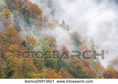 Autumn forest in the fog, Königssee, Berchtesgaden National Park, Berchtesgadener Land, Bavaria, Germany, Europe View Large Photo Image Stock Image - Autumn forest in the fog, Königssee, Berchtesgaden National Park, Berchtesgadener Land, Bavaria, Germany, Europe. Fotosearch
