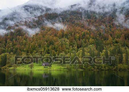 Autumn forest in the fog, Königssee, Berchtesgaden National Park, Berchtesgadener Land, Bavaria, Germany, Europe View Large Photo Image Stock Photo - Autumn forest in the fog, Königssee, Berchtesgaden National Park, Berchtesgadener Land, Bavaria, Germany, Europe. Fotosearch