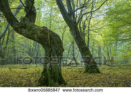 Autumn in the jungle Baumweg, beech forest and crater ponds, Lower Saxony State Forests, Oldenburg Münsterland, Emstek, Lower Saxony, Germany, Europe View Large Photo Image Stock Photo - Autumn in the jungle Baumweg, beech forest and crater ponds, Lower Saxony State Forests, Oldenburg Münsterland, Emstek, Lower Saxony, Germany, Europe. Fotosearch