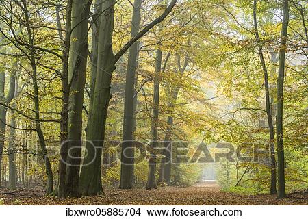 Autumn in the jungle Baumweg, forest path between beech trees, hut forest, Lower Saxony State Forest, Oldenburger Münsterland, Emstek, Lower Saxony, Germany, Europe View Large Photo Image Picture - Autumn in the jungle Baumweg, forest path between beech trees, hut forest, Lower Saxony State Forest, Oldenburger Münsterland, Emstek, Lower Saxony, Germany, Europe. Fotosearch