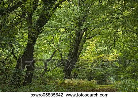Autumn in the jungle Baumweg, forest path through deciduous forest, Lower Saxony State Forests, Oldenburg Münsterland, Emstek, Lower Saxony, Germany, Europe View Large Photo Image Stock Image - Autumn in the jungle Baumweg, forest path through deciduous forest, Lower Saxony State Forests, Oldenburg Münsterland, Emstek, Lower Saxony, Germany, Europe. Fotosearch