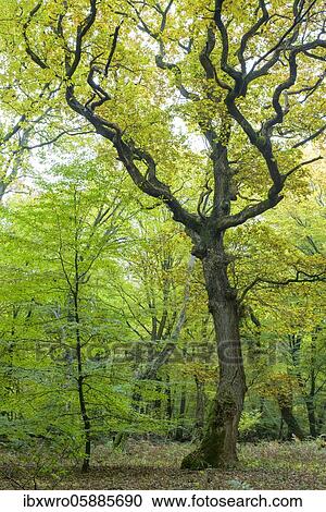 Autumn in the jungle Baumweg, forest, hute forest, crater ponds, Lower Saxony State Forest, Oldenburg Münsterland, Emstek, Lower Saxony, Germany, Europe View Large Photo Image Stock Image - Autumn in the jungle Baumweg, forest, hute forest, crater ponds, Lower Saxony State Forest, Oldenburg Münsterland, Emstek, Lower Saxony, Germany, Europe. Fotosearch