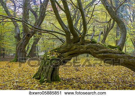 Autumn in the jungle Baumweg, forest, hut forest, tree, Lower Saxony State Forest, Oldenburg Münsterland, Emstek, Lower Saxony, Germany, Europe View Large Photo Image Stock Image - Autumn in the jungle Baumweg, forest, hut forest, tree, Lower Saxony State Forest, Oldenburg Münsterland, Emstek, Lower Saxony, Germany, Europe. Fotosearch