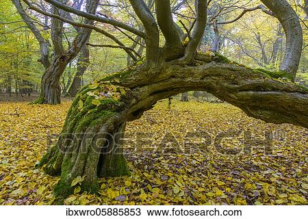 Autumn in the jungle Baumweg, forest, hut forest, tree, Lower Saxony State Forest, Oldenburg Münsterland, Emstek, Lower Saxony, Germany, Europe View Large Photo Image Stock Image - Autumn in the jungle Baumweg, forest, hut forest, tree, Lower Saxony State Forest, Oldenburg Münsterland, Emstek, Lower Saxony, Germany, Europe. Fotosearch
