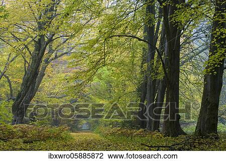Autumn in the jungle Baumweg, forest, hut forest, tree, path, Lower Saxony State Forest, Oldenburg Münsterland, Emstek, Lower Saxony, Germany, Europe View Large Photo Image Stock Image - Autumn in the jungle Baumweg, forest, hut forest, tree, path, Lower Saxony State Forest, Oldenburg Münsterland, Emstek, Lower Saxony, Germany, Europe. Fotosearch