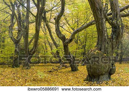 Autumn in the jungle Baumweg, forest, hut forest, tree, Lower Saxony State Forest, Oldenburg Münsterland, Emstek, Lower Saxony, Germany, Europe View Large Photo Image Stock Image - Autumn in the jungle Baumweg, forest, hut forest, tree, Lower Saxony State Forest, Oldenburg Münsterland, Emstek, Lower Saxony, Germany, Europe. Fotosearch
