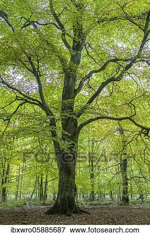 Autumn in the jungle Baumweg, forest, hute forest, beech ( Fagus sylvatica), Lower Saxony State Forest, Oldenburg Münsterland, Emstek, Lower Saxony, Germany, Europe View Large Photo Image Stock Photo - Autumn in the jungle Baumweg, forest, hute forest, beech ( Fagus sylvatica), Lower Saxony State Forest, Oldenburg Münsterland, Emstek, Lower Saxony, Germany, Europe. Fotosearch