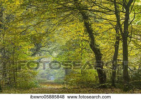 Autumn in the jungle Baumweg, forest path through beech forest, Lower Saxony State Forests, Oldenburg Münsterland, Emstek, Lower Saxony, Germany, Europe View Large Photo Image Stock Photo - Autumn in the jungle Baumweg, forest path through beech forest, Lower Saxony State Forests, Oldenburg Münsterland, Emstek, Lower Saxony, Germany, Europe. Fotosearch