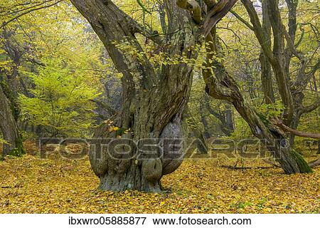 Autumn in the jungle Baumweg, forest, hut forest, tree, Lower Saxony State Forest, Oldenburg Münsterland, Emstek, Lower Saxony, Germany, Europe View Large Photo Image Stock Photo - Autumn in the jungle Baumweg, forest, hut forest, tree, Lower Saxony State Forest, Oldenburg Münsterland, Emstek, Lower Saxony, Germany, Europe. Fotosearch