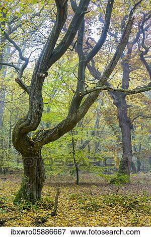 Autumn in the jungle Baumweg, forest, hut forest, tree, Lower Saxony State Forest, Oldenburg Münsterland, Emstek, Lower Saxony, Germany, Europe View Large Photo Image Stock Photo - Autumn in the jungle Baumweg, forest, hut forest, tree, Lower Saxony State Forest, Oldenburg Münsterland, Emstek, Lower Saxony, Germany, Europe. Fotosearch