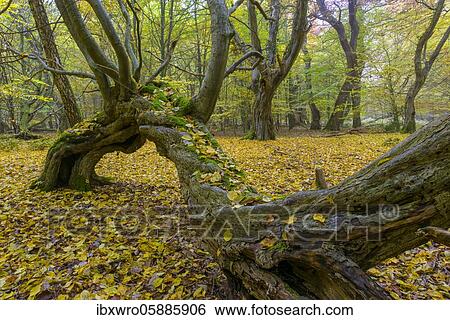 Autumn in the jungle Baumweg, forest, hut forest, tree, Lower Saxony State Forest, Oldenburg Münsterland, Emstek, Lower Saxony, Germany, Europe View Large Photo Image Stock Photograph - Autumn in the jungle Baumweg, forest, hut forest, tree, Lower Saxony State Forest, Oldenburg Münsterland, Emstek, Lower Saxony, Germany, Europe. Fotosearch