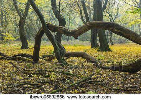 Autumn in the jungle Baumweg, forest, hut forest, tree, beech( Fagus sylvatica), Lower Saxony State Forest, Oldenburger Münsterland, Emstek, Lower Saxony, Germany, Europe View Large Photo Image Stock Photograph - Autumn in the jungle Baumweg, forest, hut forest, tree, beech( Fagus sylvatica), Lower Saxony State Forest, Oldenburger Münsterland, Emstek, Lower Saxony, Germany, Europe. Fotosearch