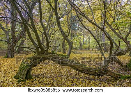 Autumn in the jungle Baumweg, forest, hut forest, tree, Lower Saxony State Forest, Oldenburg Münsterland, Emstek, Lower Saxony, Germany, Europe View Large Photo Image Stock Photography - Autumn in the jungle Baumweg, forest, hut forest, tree, Lower Saxony State Forest, Oldenburg Münsterland, Emstek, Lower Saxony, Germany, Europe. Fotosearch