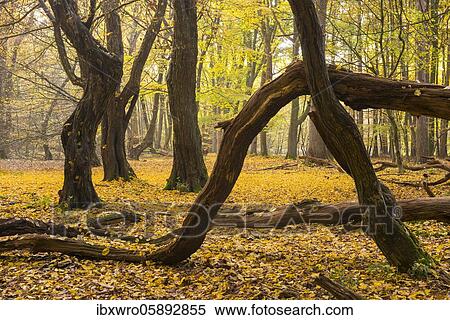 Autumn in the jungle Baumweg, forest, hut forest, tree, beech( Fagus sylvatica), Lower Saxony State Forest, Oldenburger Münsterland, Emstek, Lower Saxony, Germany, Europe View Large Photo Image Stock Photography - Autumn in the jungle Baumweg, forest, hut forest, tree, beech( Fagus sylvatica), Lower Saxony State Forest, Oldenburger Münsterland, Emstek, Lower Saxony, Germany, Europe. Fotosearch