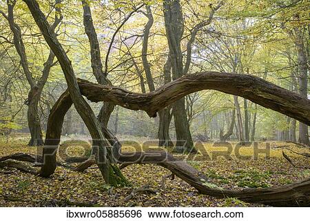 Autumn in the jungle Baumweg, hut forest, twisted branches lying on the ground, deadwood, Lower Saxony State Forest, Oldenburger Münsterland, Emstek, Lower Saxony, Germany, Europe View Large Photo Image Stock Photograph - Autumn in the jungle Baumweg, hut forest, twisted branches lying on the ground, deadwood, Lower Saxony State Forest, Oldenburger Münsterland, Emstek, Lower Saxony, Germany, Europe. Fotosearch