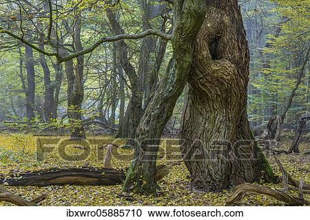 Autumn in the primeval forest Baumweg, forest, hut forest, intertwined tree trunks, Lower Saxony State Forest, Oldenburger Münsterland, Emstek, Lower Saxony, Germany, Europe View Large Photo Image Stock Image - Autumn in the primeval forest Baumweg, forest, hut forest, intertwined tree trunks, Lower Saxony State Forest, Oldenburger Münsterland, Emstek, Lower Saxony, Germany, Europe. Fotosearch