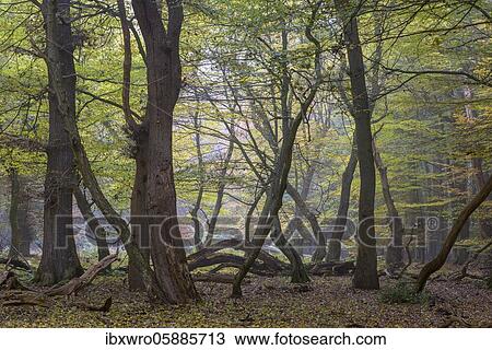 Autumn in the primeval forest Baumweg, forest, hut forest, intertwined tree trunks, Lower Saxony State Forest, Oldenburger Münsterland, Emstek, Lower Saxony, Germany, Europe View Large Photo Image Stock Image - Autumn in the primeval forest Baumweg, forest, hut forest, intertwined tree trunks, Lower Saxony State Forest, Oldenburger Münsterland, Emstek, Lower Saxony, Germany, Europe. Fotosearch