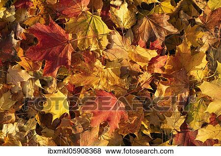 Autumn leaves, leaves (Acer) Baden-Württemberg, Germany, Europe View Large Photo Image Stock Photo - Autumn leaves, leaves (Acer) Baden-Württemberg, Germany, Europe. Fotosearch
