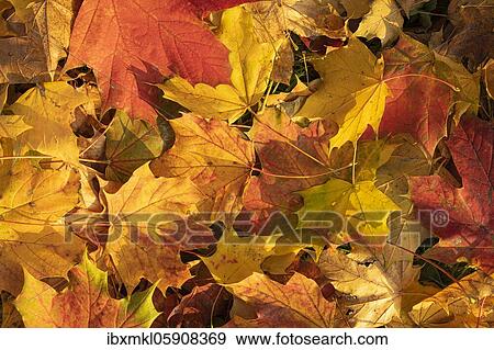 Autumn leaves, leaves (Acer) Baden-Württemberg, Germany, Europe View Large Photo Image Stock Photo - Autumn leaves, leaves (Acer) Baden-Württemberg, Germany, Europe. Fotosearch