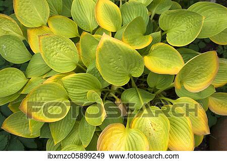 Autumn leaves of a hosta (Hosta) Germany View Large Photo Image Stock Photo - Autumn leaves of a hosta (Hosta) Germany. Fotosearch