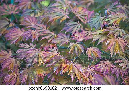 Autumn leaves of wolfsbane maple (Acer japonicum Aconitifolium), Emsland, Lower Saxony, Germany, Europe View Large Photo Image Stock Image - Autumn leaves of wolfsbane maple (Acer japonicum Aconitifolium), Emsland, Lower Saxony, Germany, Europe. Fotosearch