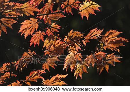 Autumn leaves of wolfsbane maple (Acer japonicum Aconitifolium), Emsland, Lower Saxony, Germany, Europe View Large Photo Image Stock Photo - Autumn leaves of wolfsbane maple (Acer japonicum Aconitifolium), Emsland, Lower Saxony, Germany, Europe. Fotosearch