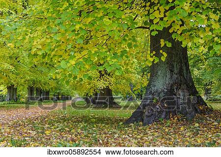 Autumnal avenue in the Putbus castle park, Linden trees ( Tilia) Mecklenburg-Vorpommern, Germany, Europe View Large Photo Image Picture - Autumnal avenue in the Putbus castle park, Linden trees ( Tilia) Mecklenburg-Vorpommern, Germany, Europe. Fotosearch