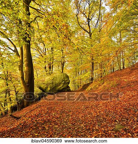 Autumnal Beechesforest (Fagus), Elbe Sandstone Mountains, Saxon Switzerland National Park, Saxony, Germany, Europe View Large Photo Image Stock Photo - Autumnal Beechesforest (Fagus), Elbe Sandstone Mountains, Saxon Switzerland National Park, Saxony, Germany, Europe. Fotosearch