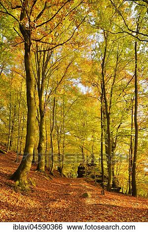 Stock Photograph - Autumnal Beechesforest (Fagus), Elbe Sandstone Mountains, Saxon Switzerland National Park, Saxony, Germany, Europe. Fotosearch
