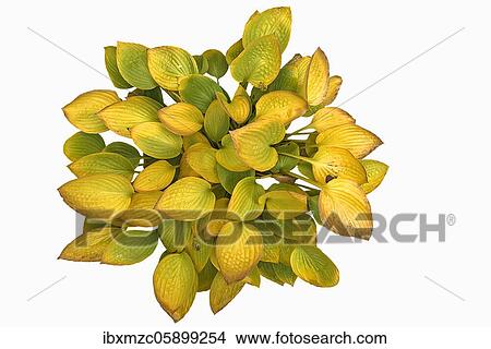 Autumnal hosta (Hosta) on white background, Germany, Europe View Large Photo Image Picture - Autumnal hosta (Hosta) on white background, Germany, Europe. Fotosearch
