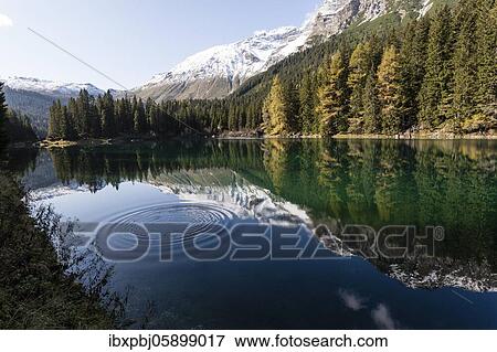Autumnal larch forest at Obernberger See, Tyrol, Austria, Europe View Large Photo Image Stock Photo - Autumnal larch forest at Obernberger See, Tyrol, Austria, Europe. Fotosearch